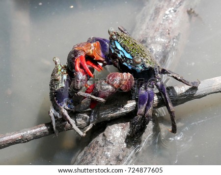 Fiddler crab or Ghost crab (Ocypodidae) fighting together in mangrove forest.