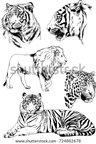 set of vector drawings on the theme of predators tigers and lions are drawn by hand with ink tattoo logos