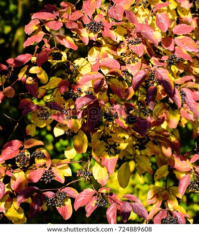 Autumn color fall foliage outdoor image of red, yellow and green leaves with black berries and the sun shining on the tree