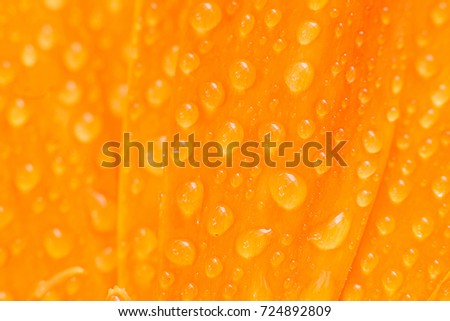  water drops on orange flower petals