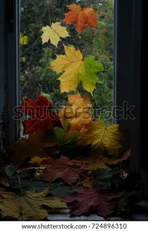 leaves fall from the window of an old house on a window sill