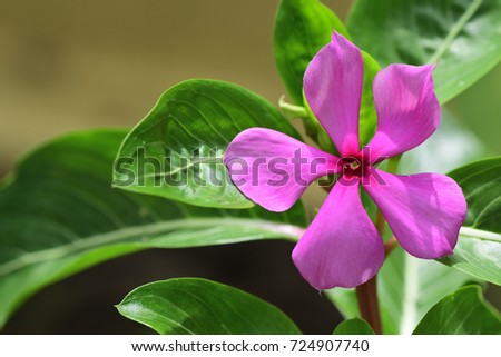 Catharanthus roseus (Cape Periwinkle, Bringht Eye, Indian Periwinkle, Madagascar Periwinkle, Pinkle-pinkle, Pink Periwinkle, Vinca) ; A colorful of fully blossoming flower, contrast with green leaf. Royalty-Free Stock Photo #724907740