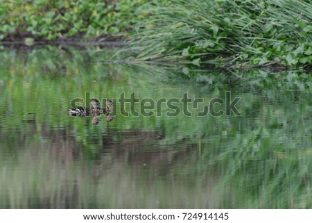 Ducks on the water. Blur image background.Selective focus on duck.