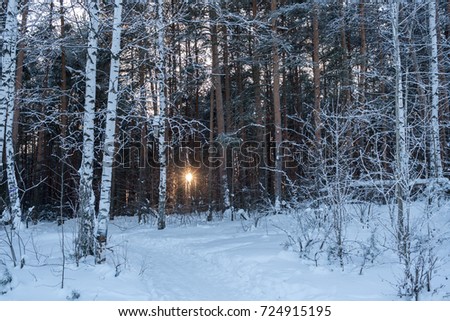 The evening sun is shining through trees in winter forest. In the foreground are covered with hoarfrost birches.