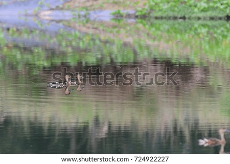 Ducks on the water. Blur image background.Selective focus on duck.