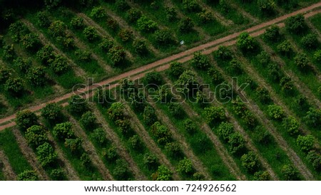aerial view dirt road in the fruits plantation field