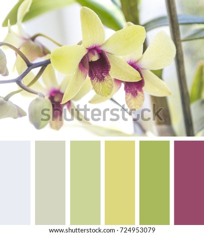 Beautiful yellow and purple Dendrobium Phalaenopsis orchid flower against sun light. Color palette series. Color swatches.