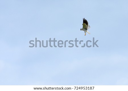 bird flying empty sky background,freedom concept