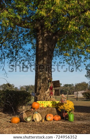 Scarecrow, yellow mum flowers, harvested orange pumpkins, squashes, gourd, watering can on hay front yard garden farm house in rural Arkansas, USA. Traditional Halloween, Thanksgiving, Fall decoration