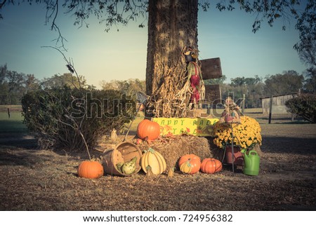 Scarecrow, yellow mum flowers, harvested orange pumpkins, squashes, gourd, watering can on hay front yard garden farm house in rural USA. Traditional Halloween, Thanksgiving, Fall decoration. Vintage