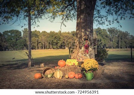 Scarecrow, yellow mum flowers, harvested orange pumpkins, squashes, gourd, watering can on hays at rural garden farm house Arkansas, USA. Traditional Halloween, Thanksgiving, Fall decoration. Vintage