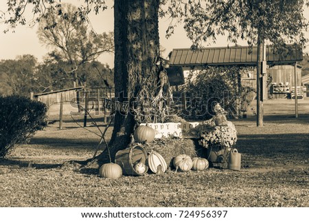 Scarecrow, yellow mum flowers, harvested orange pumpkins, squashes, gourd, watering can on hay front yard garden farm house in rural USA. Traditional Halloween, Thanksgiving, Fall decoration. Vintage
