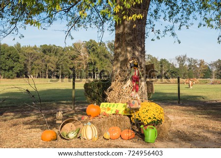 Scarecrow, yellow mum flowers, harvested orange pumpkins, squashes, gourd, watering can on hays at rural garden farm house in Arkansas, USA. Traditional Halloween, Thanksgiving, Fall decoration.