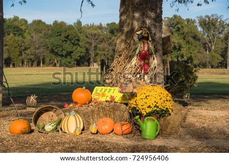Scarecrow, yellow mum flowers, harvested orange pumpkins, squashes, gourd, watering can on hays at rural garden farm house in Arkansas, USA. Traditional Halloween, Thanksgiving, Fall decoration.