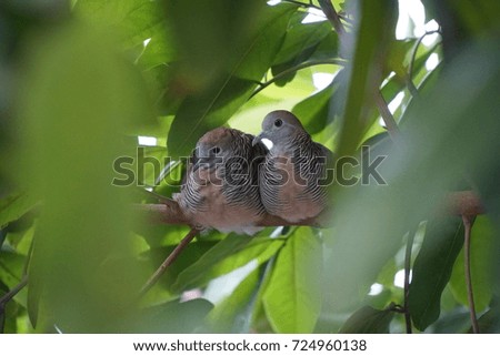 Dove lovers on a branch