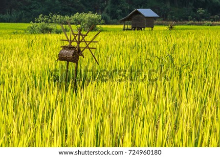 Golden Rice Field, a beautiful natural beauty on mountain in Nan Khun.Nan  Rice Terraces,Nan Province, Thailand