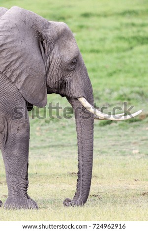 Large African elephant with tusks