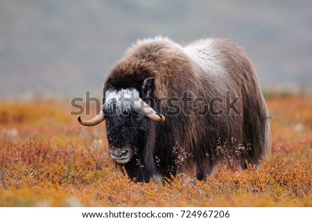 Musk ox in a autumn landscape, dovrefjell, norway, (ovibos moschatus)
 Royalty-Free Stock Photo #724967206