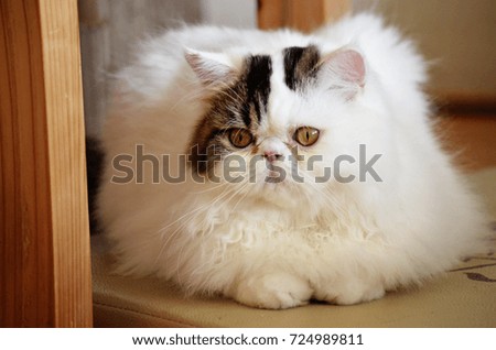 cute cat A cat portrait. cat is posing in a home.