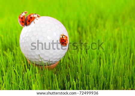 Golf ball and ladybugs - funny picture from golf course.