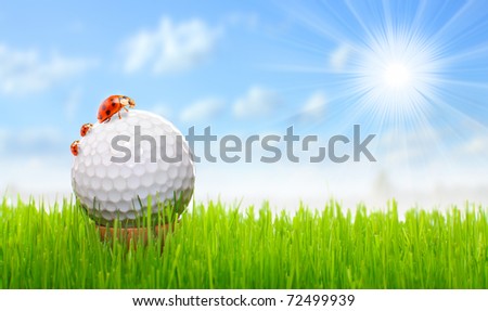 Golf ball and ladybugs - funny picture from golf course.