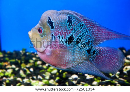 colorful fish in blue water