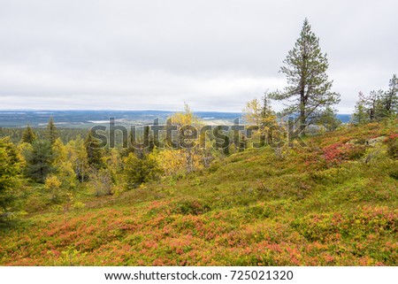 Mountains, forests, lakes view in autumn. Fall colors - ruska time in Iivaara. Oulanka national park in Finland. Lapland, Nordic countries in Europe