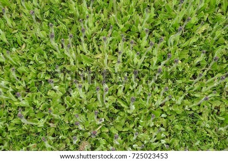 Top view of green weeds with hairy stalks and buds