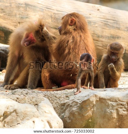 Baboons Grooming