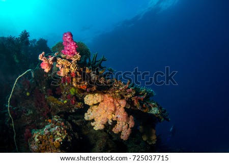 White and red soft corals on a coral point