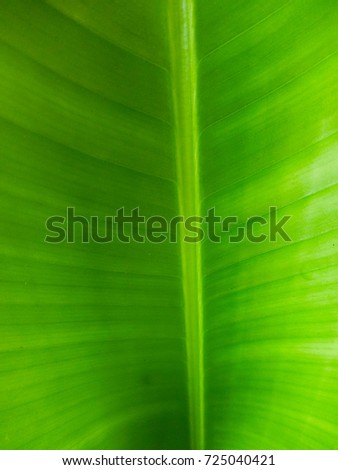 Background of fresh green banana leaves.