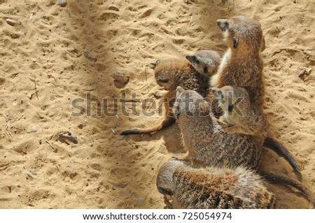 group of meerkats 