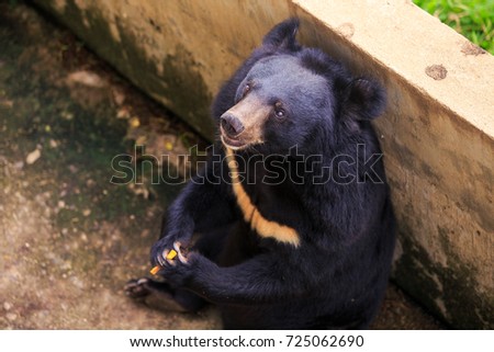 closeup large black bear sits on ground and leans on stone wall in zoo