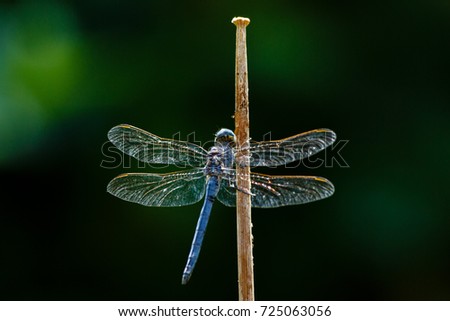 dragonfly on a natural background