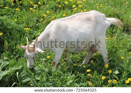 white goat grazing on the lawn