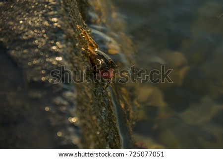 Small crab at coast hunting for food. enjoying solitude and silence. a small fish is in his claw. Close up