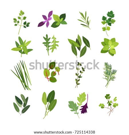 Clip art illustrations of herbs and spices such as parsley, basil, rosemary, coriander, mint, arugula, bay, oregano, chives, red ribbon sorrel, thyme, dill, sage, sorrel, mizuna and wood sorrel Royalty-Free Stock Photo #725114338