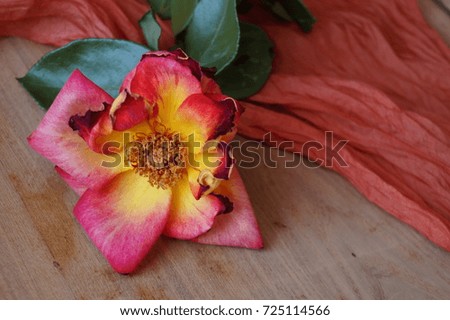 Picture of a beautiful rosy rose