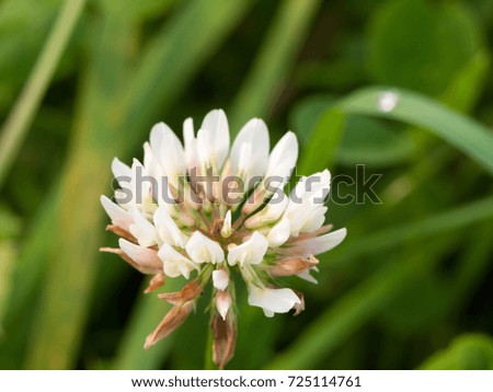 beautiful perfect white clover flower head up close; Essex; England; UK