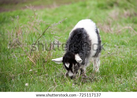 One little kid goat is grazing on the grass