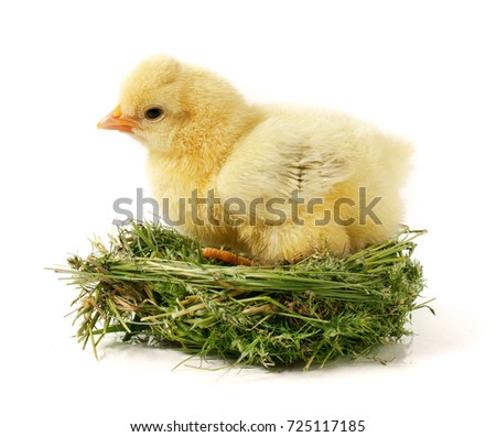 baby chicken in the straw nest on white background