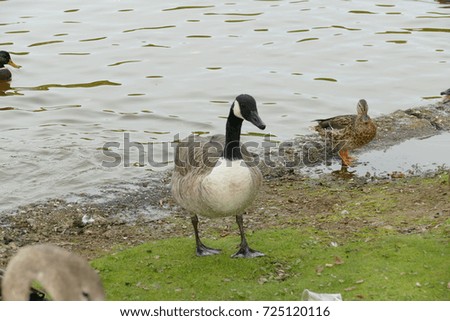 Ducks in the park..