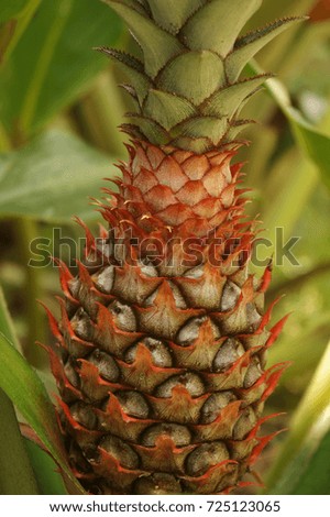 red baby pineapple in the greens