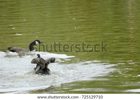 Flying duck