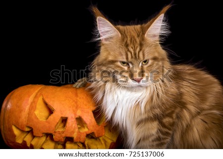 A big red and white maine coon cat is sitting next to a big Halloween pumpkin in the black background. Concept Halloween. Isolated.