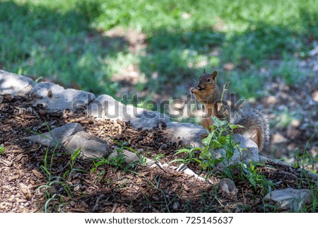 Squirrel Standing on Rock Eating