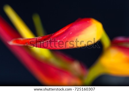 Colorful topical flower, heliconia close up picture with studio lighting as a background or detail shot