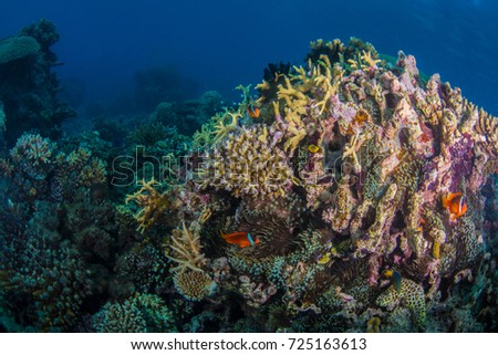 Anemone fish swimming  above the reef