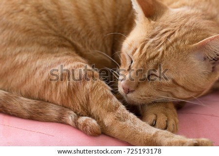 Close up Cute Ginger tabby cat as sleeping action.