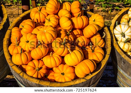 Mini Pumpkin Squash Barrels
